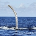 whale_humpback_h_00678_dom2747.jpg